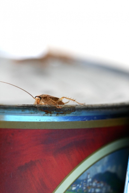 crawling roach